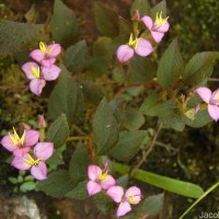 Sonerila crassicaulis Lundin